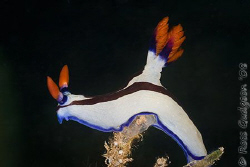 I'm king of the world!  Nembrotha rutilans.  Ningaloo Ree... by Ross Gudgeon 
